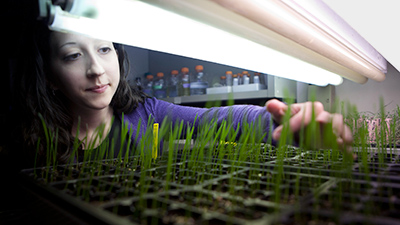 student researcher checks on seedlings under lights in the lab