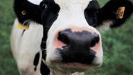close up of a cow's face