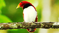 King Bird-of-Paradise on a tree branch