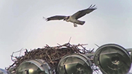 osprey approaching a nest