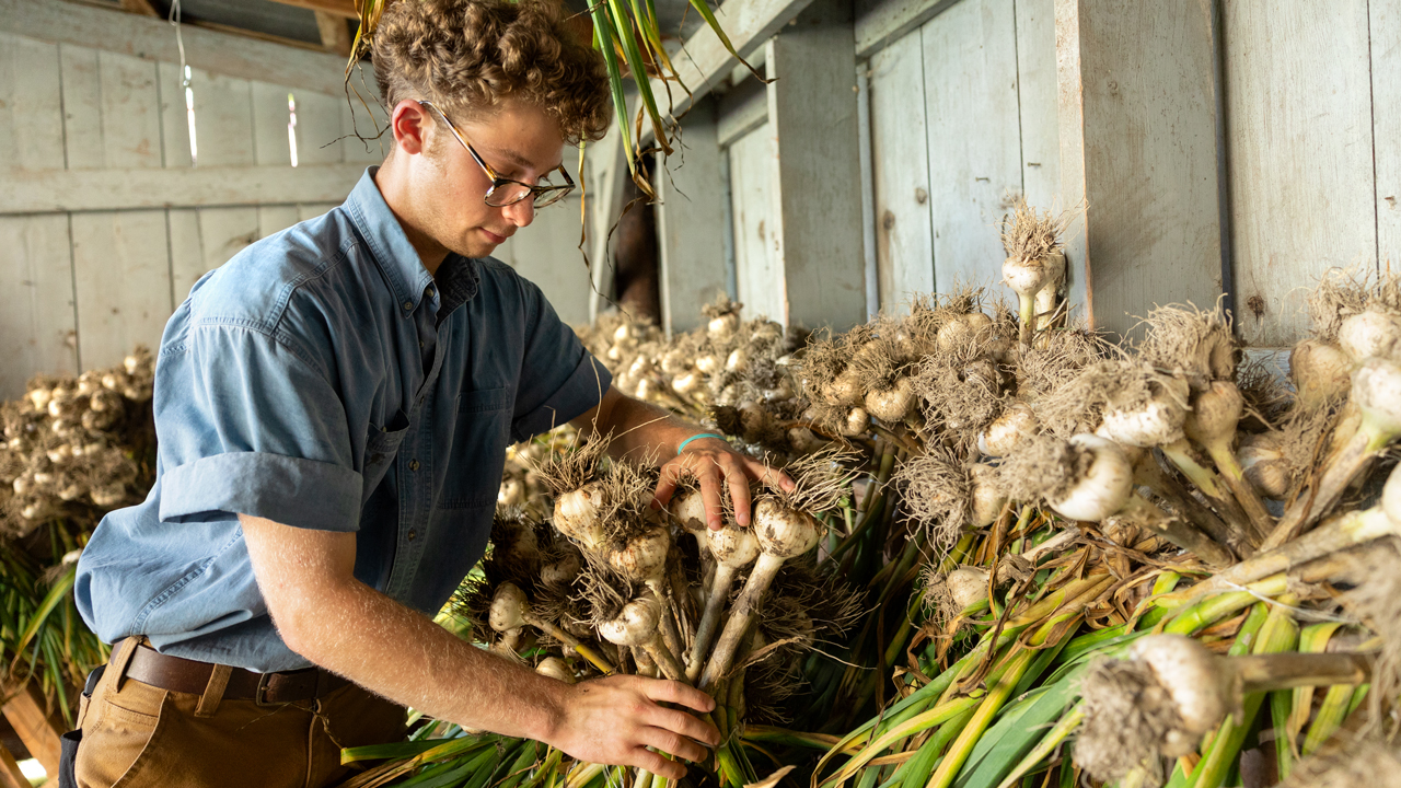A student sets out garlic to dry at the Dilmun Hill Student Farm