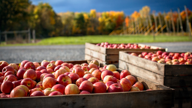 apple harvest in Geneva