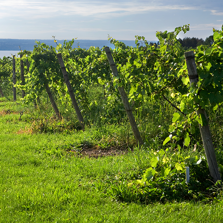 The vineyards at Swedish Hill Winery in Seneca Falls, NY.