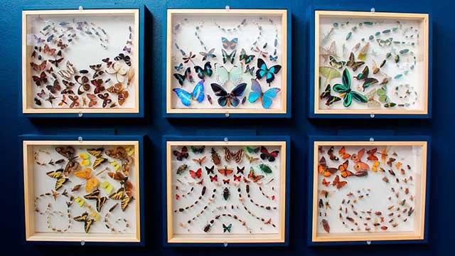 Six insect displays from the exhibit arranged by color highlight insect beauty and diversity.