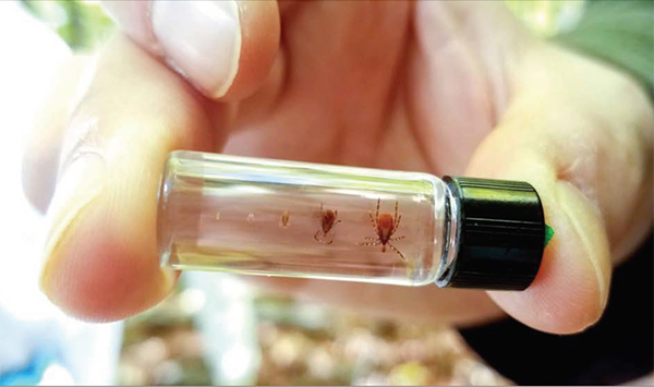 Three life stages of the blacklegged (deer) tick suspended in a vial.