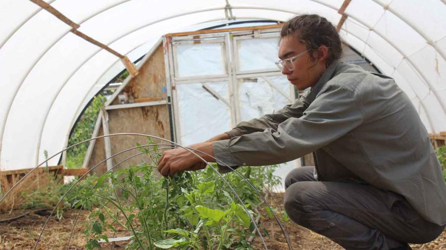 A man prunes tomato plants in a greenhouse.