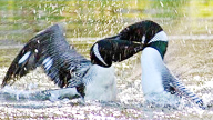 two adult loons fighting