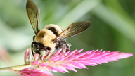Close-up of a honeybee on a flower