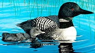 adult and baby loon swimming