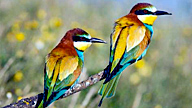 two birds sitting on a tree branch