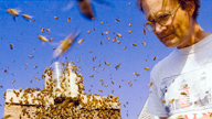 Tom Seeley observing a swarm of bees at a hive