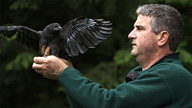 John Marzluff holding a bird with outspread wings