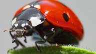 close up of a ladybug
