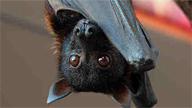 close up of bat face as it hangs upside down