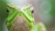 close up of a lizard head from the front