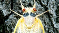close up of a cicada