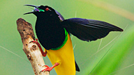 Twelve-wired Bird-of-Paradise on a tree branch