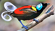Wilson's Bird-of-Paradise on a tree branch