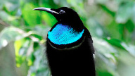 Magnificent Riflebird in profile