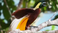 Lesser Bird-of-Paradise on a tree branch