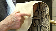 Hand touching inside of a large snake skin