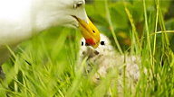 close up of an adult gull feeding a young one