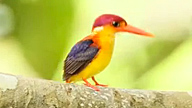 close up of a tropical bird