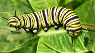 Close-up of monarch caterpillar