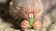 close up of a naked mole rat eating