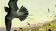 falcons in flight