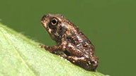 toad sitting on a leaf